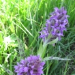 vstav jarn - orchideje ve Vikanticch